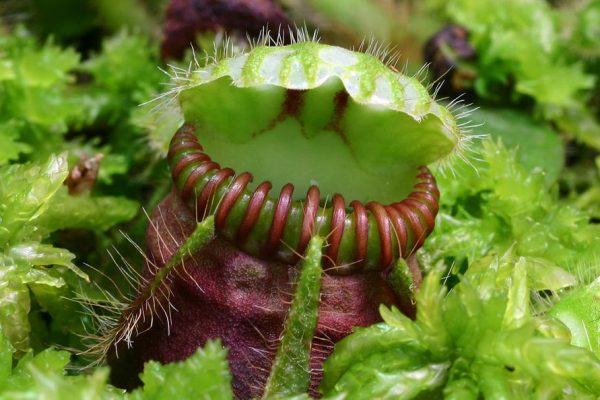 Хищные растения: список растений хищников с фото — Fertilizer Daily