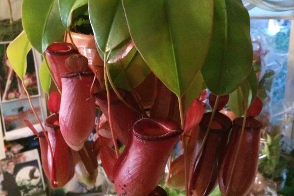 Непентес Кровавая Мэри тропическая лиана - идеальный уход, это создание субтропиков можно растение расположить на солнечном подоконнике и обильно опрыскивать.